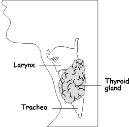 [thyroid graphic]